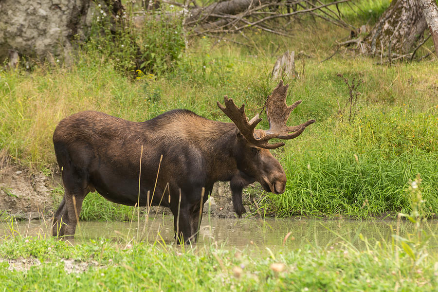 Bull moose in summer Photograph by Josef Pittner