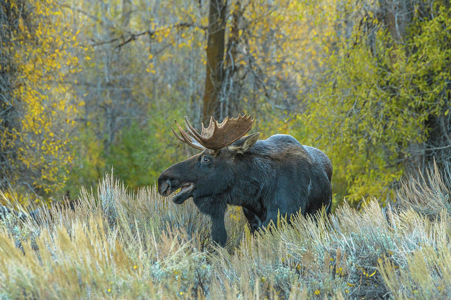 Bull Moose In The Evening Photograph by Yeates Photography