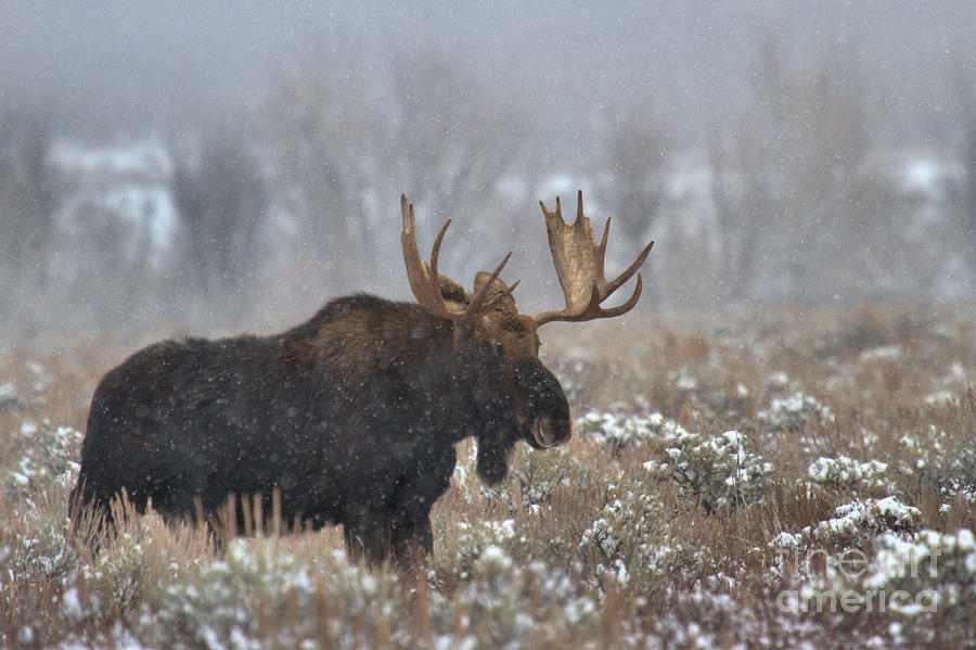 Bull Moose In The Fog Photograph by Adam Jewell