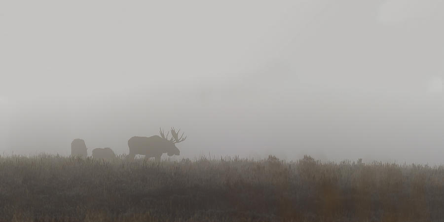 Bull Moose in the fog Photograph by Gary Langley