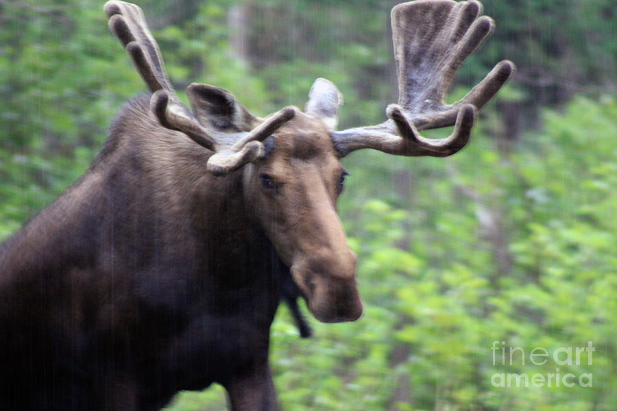 Bull Moose in the Rain  Photograph by Cathy Beharriell
