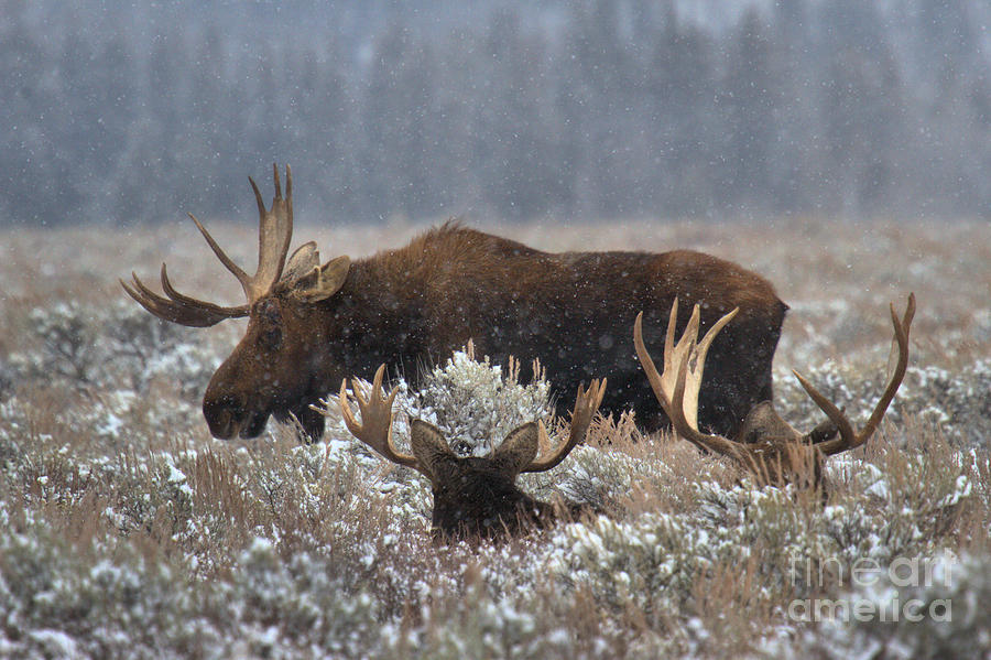 Bull Moose In The Snowy Meadow Photograph by Adam Jewell