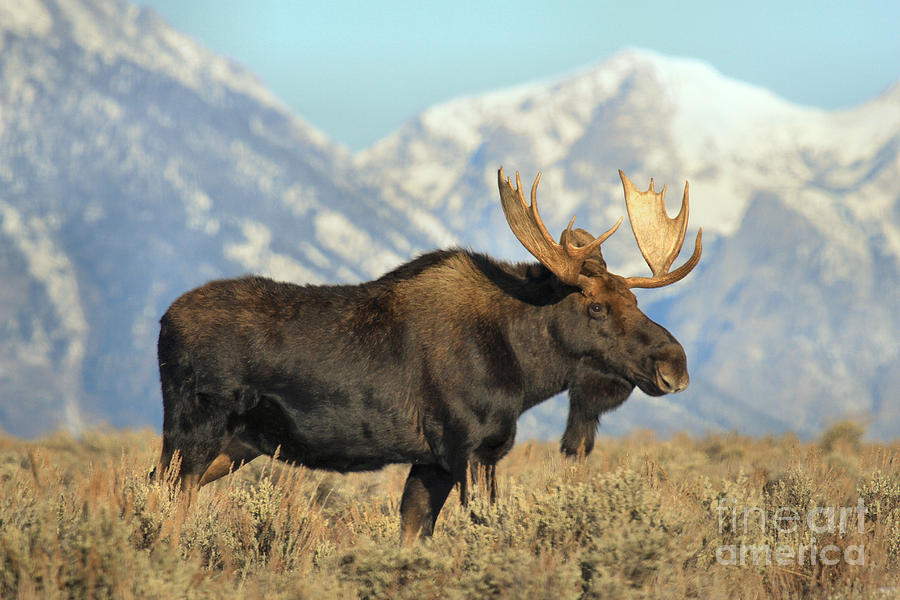 Bull Moose In The Tetons Photograph by Adam Jewell