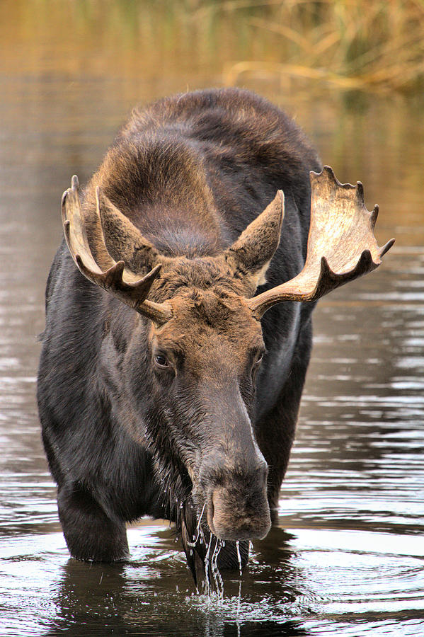 Bull Moose In The Wetlands Photograph by Adam Jewell - Pixels