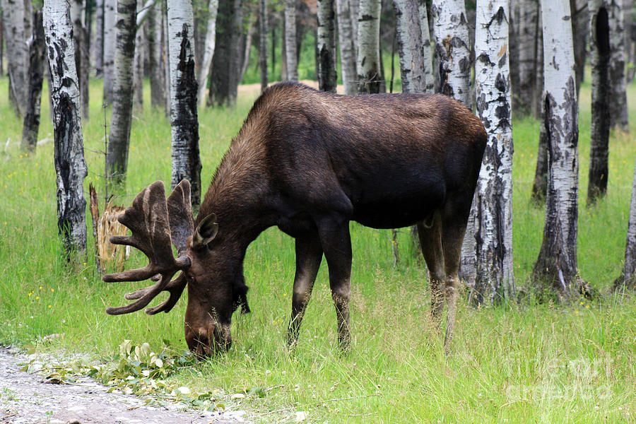 Bull Moose in the Woods  Photograph by Cathy Beharriell