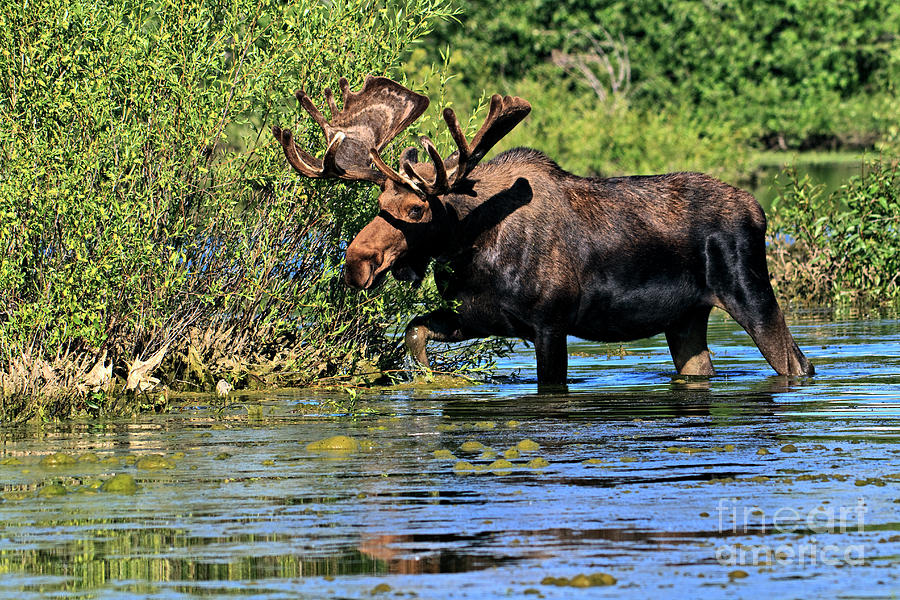 Bull Moose In Water Photograph by Rodney Cammauf