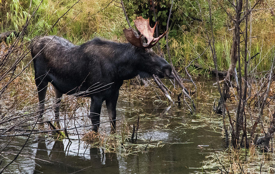 Bull Moose in WY Photograph by Jennifer Ancker