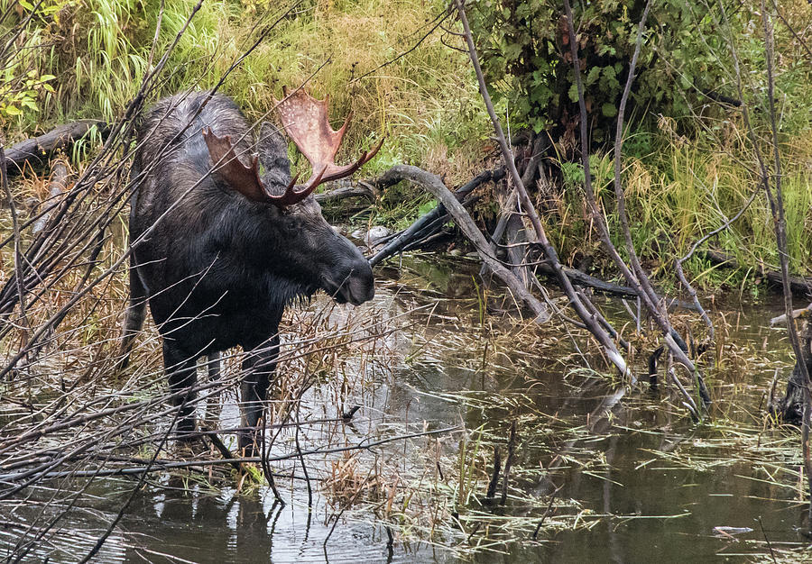 Bull Moose Photograph by Jennifer Ancker