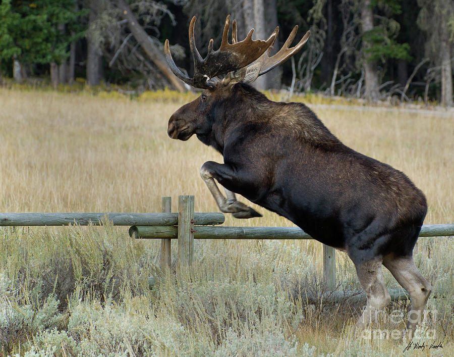 Bull Moose Jumping Fence-Signed-#8513 Photograph by J L Woody Wooden