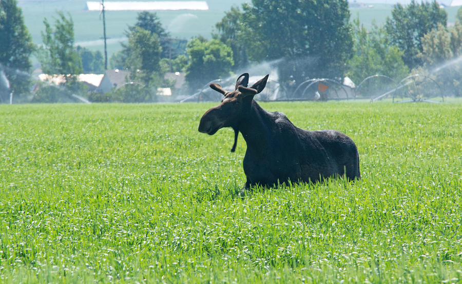 Bull Moose Photograph