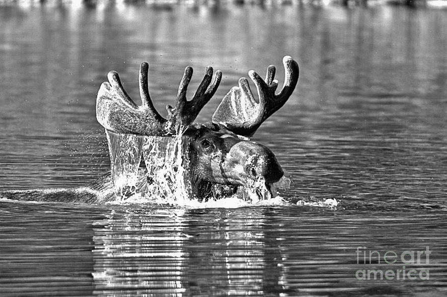 Bull Moose Mouthful Black And White Photograph by Adam Jewell