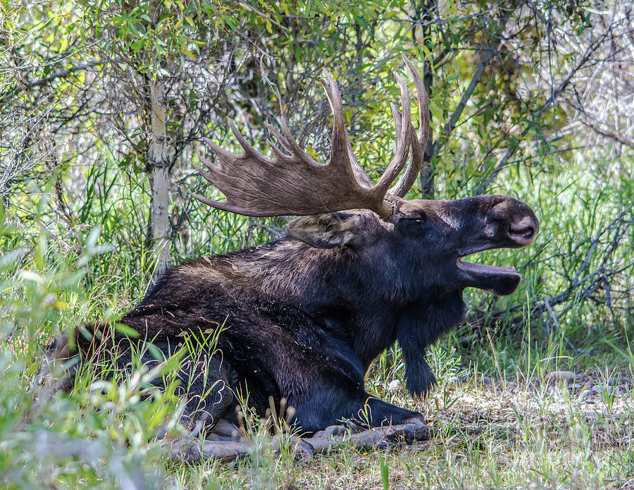 Bull Moose No. 2 Photograph by John Greco