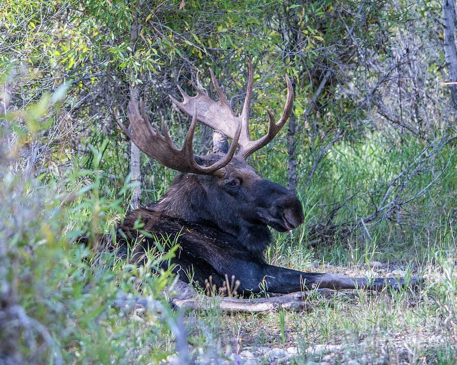 Bull Moose No. 3 Photograph by John Greco