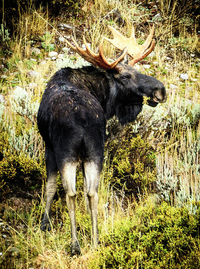 Bull Moose Photograph - Bull Moose by Norman Hall Bull Moose Photograph - Bull Moose by Norman Hall