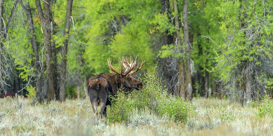 Bull Moose On A Fall Afternoon Photograph by Yeates Photography