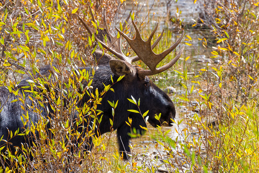 Grand Teton National Park Photograph - Bull Moose on the Gros Ventre by Kathleen Bishop
