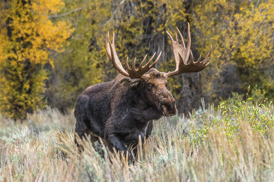 Bull Moose On The Run Photograph by Yeates Photography