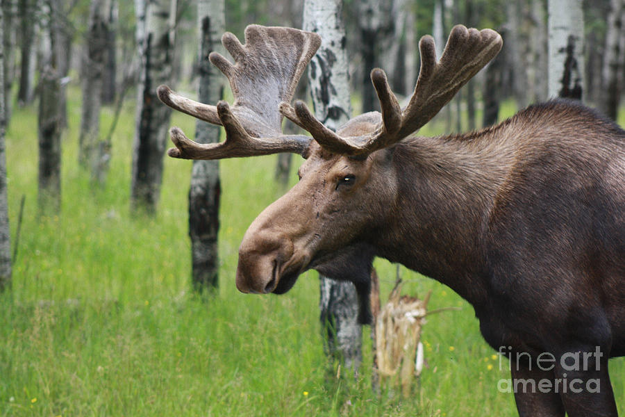 Bull Moose Portrait Photograph by Cathy Beharriell
