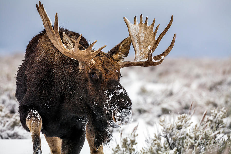 Bull Moose Portrait Photograph