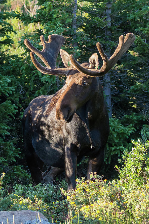 Bull Moose Portrait Photograph by Mark Little