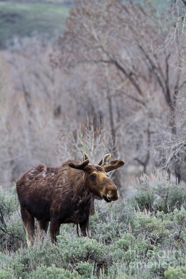 Bull Moose Photograph by Rodney Cammauf