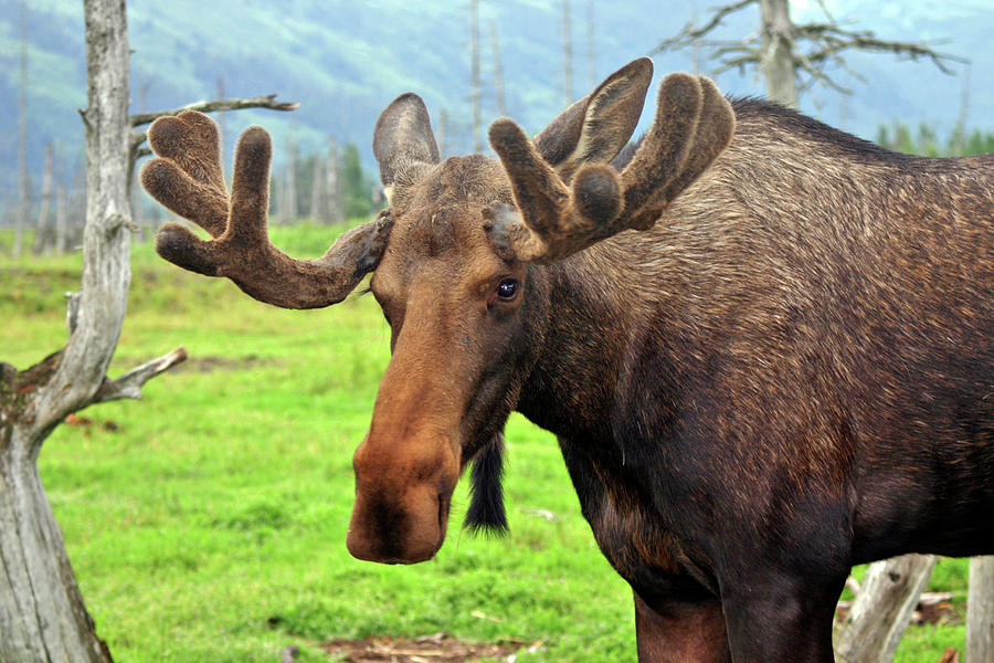 Bull Moose Photograph by Scott Mahon