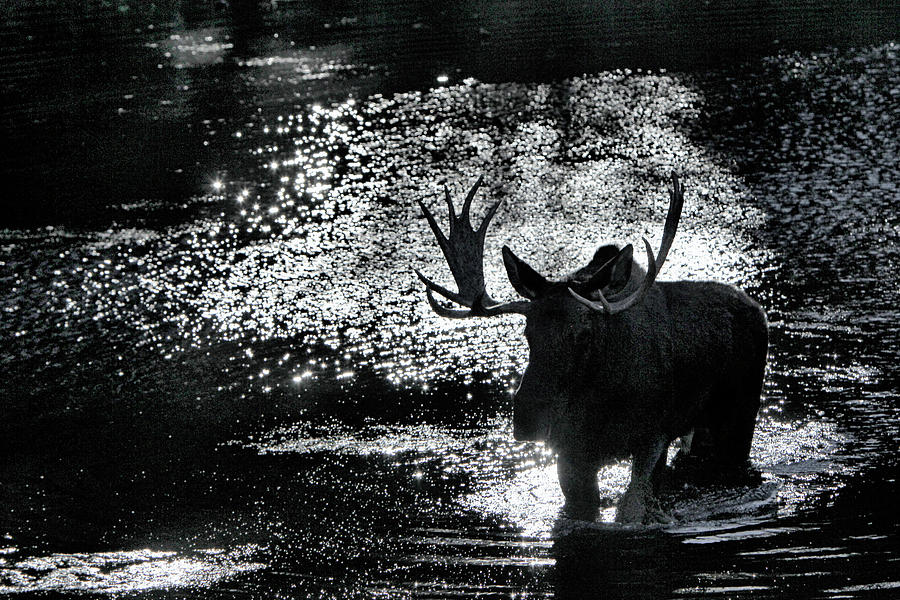Bull Moose Shadow Photograph by Marta Alfred