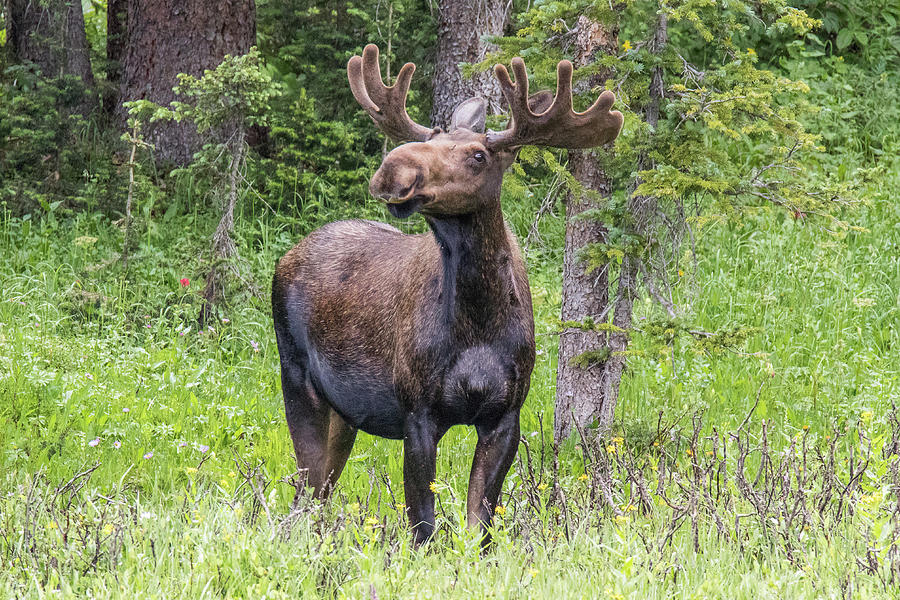 Bull Moose Smells the Air Photograph by Tony Hake