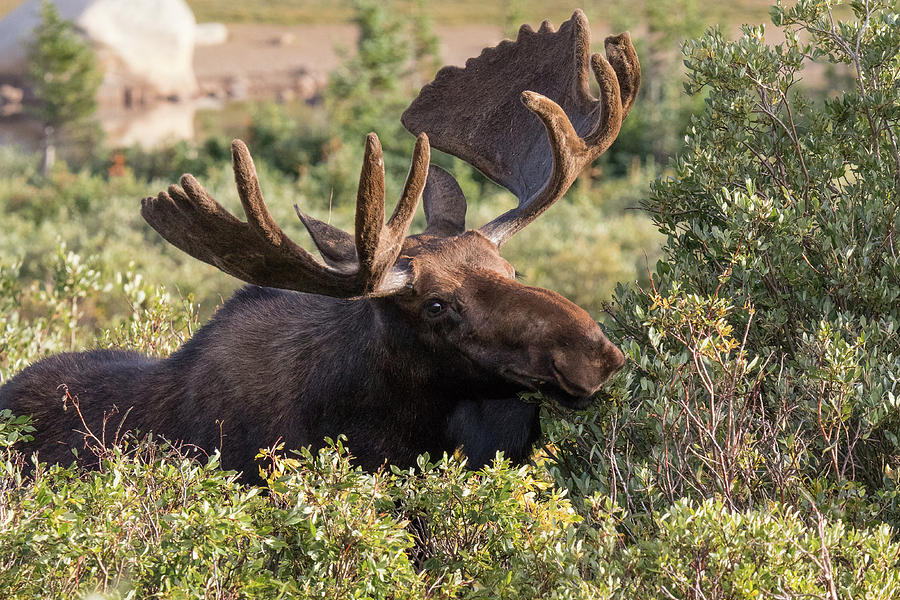 Bull Moose Snacks on a Bush Photograph by Tony Hake - Fine Art America