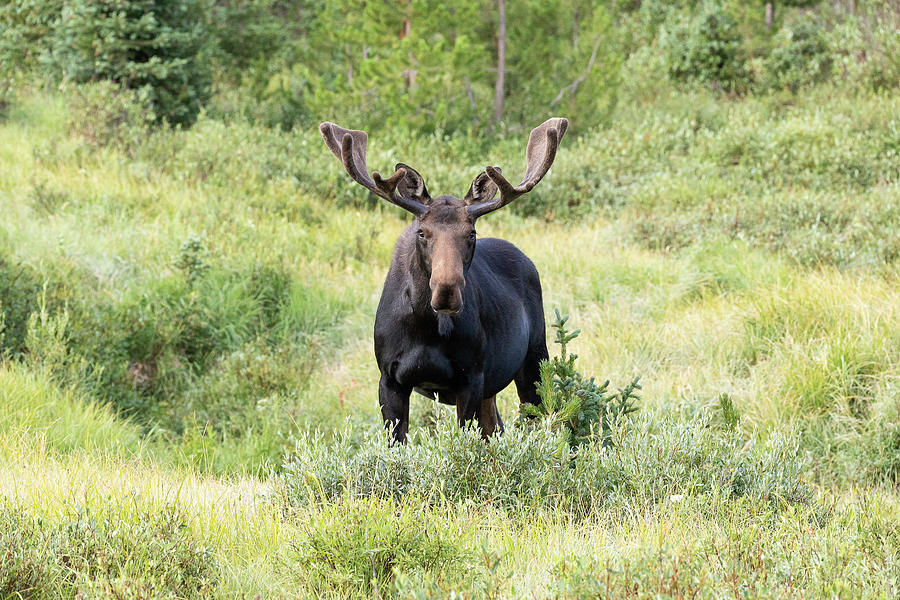 Bull Moose Stands Guard Photograph by Tony Hake