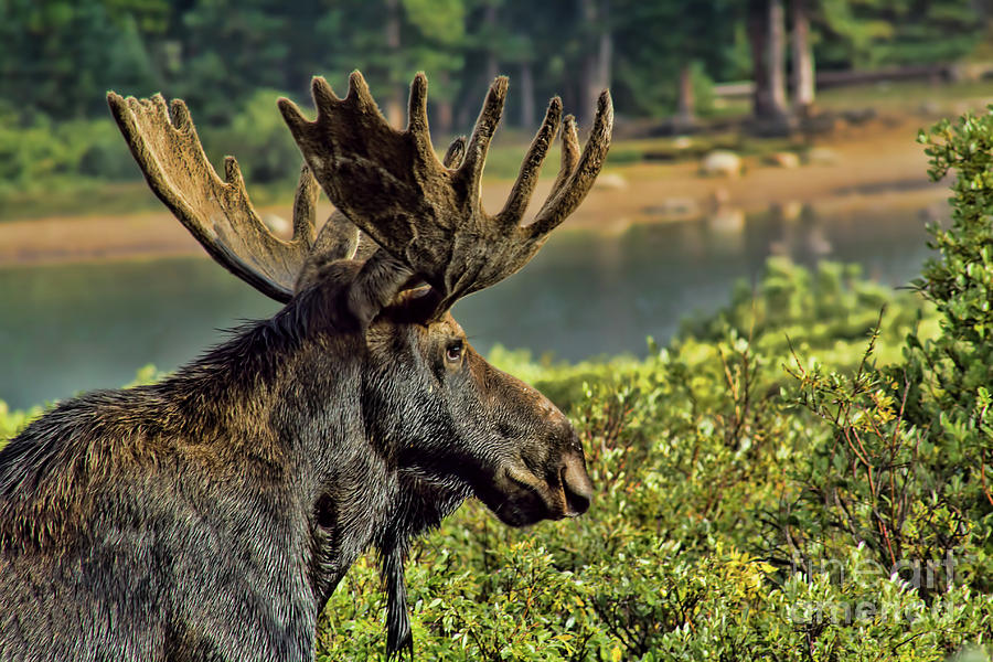 Bull Moose Photograph by Steven Parker