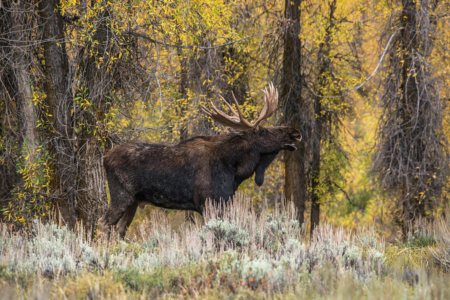 Bull Moose Talk Photograph by Yeates Photography
