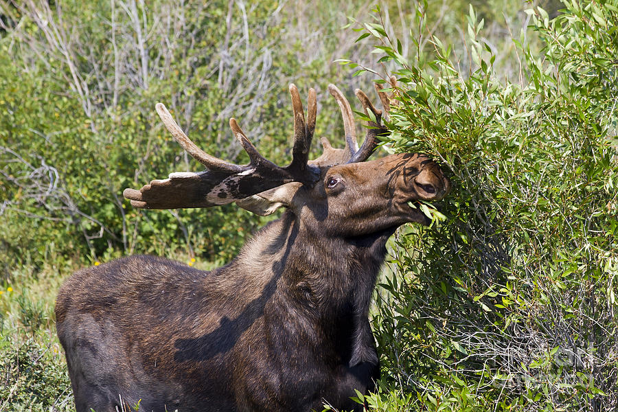 Bull Moose Photograph by Teresa Zieba