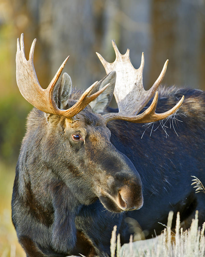 Bull Moose Up Close Photograph