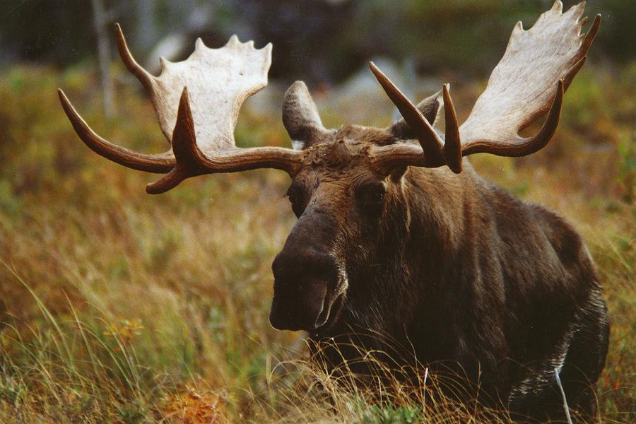 Wildlife Photograph - Bull Moose Up Close by John Burk
