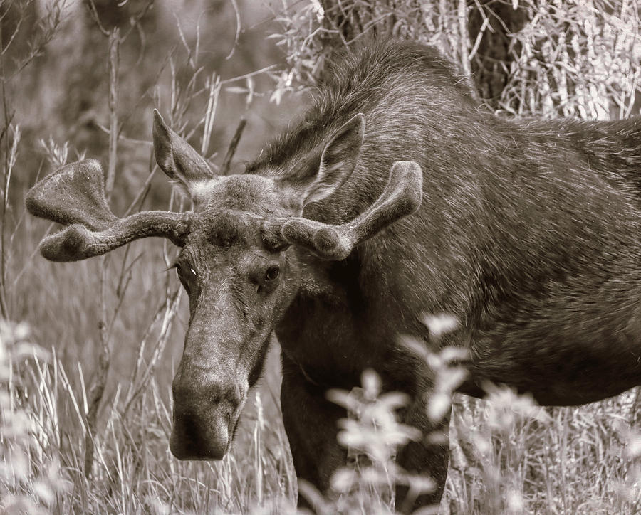 Bull Moose Velvet Antlers Photograph by Dan Sproul
