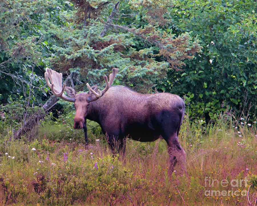 Alaskan Bull Moose In Velvet Photograph