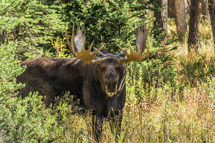 Bull Moose Washakie 2014 Photograph by Yeates Photography