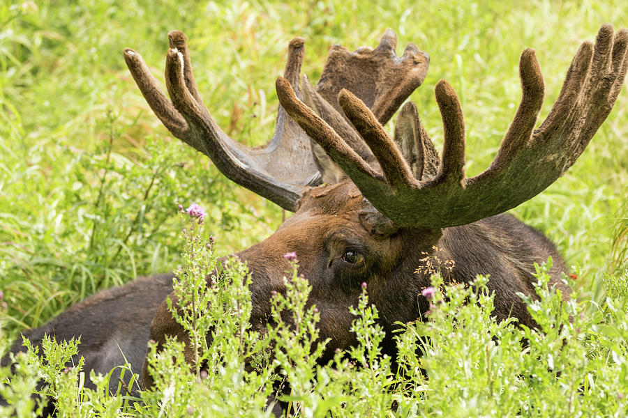 Bull Moose Watching by Vicki Stansbury Bull Moose Watching by Vicki Stansbury