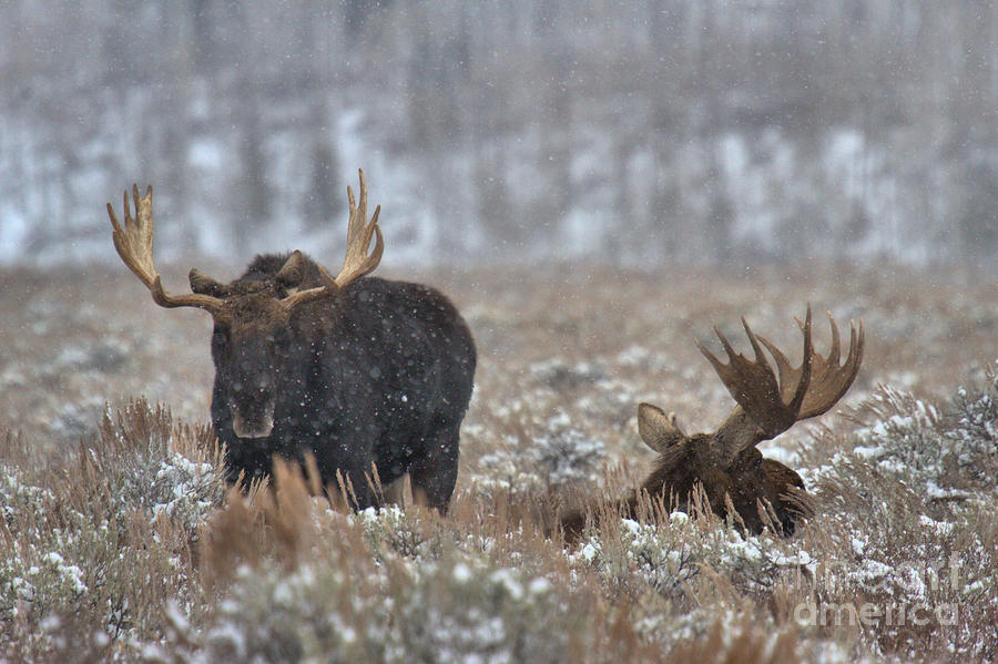 Bull Moose Winter Wandering Photograph by Adam Jewell