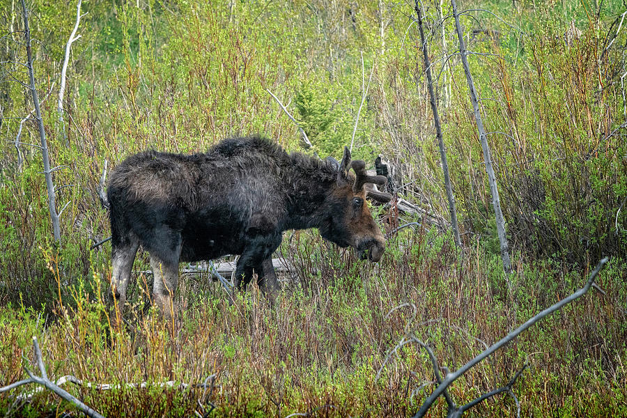 Bull Moose Yellowstone NP_GRK6976_05222018 Photograph by Greg Kluempers
