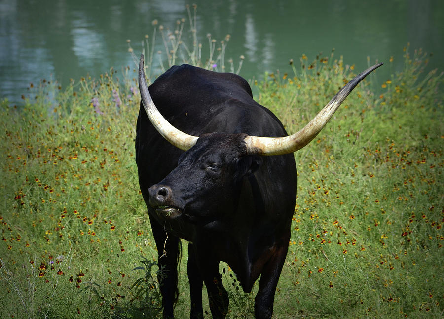 Bull Photograph by Nadalyn Larsen