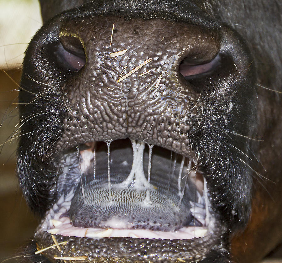 Bull Nose Photograph by Bob Slitzan