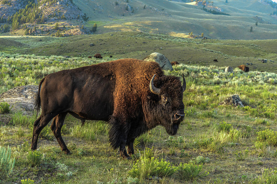 Bull Of The Bison Herd Photograph by Yeates Photography