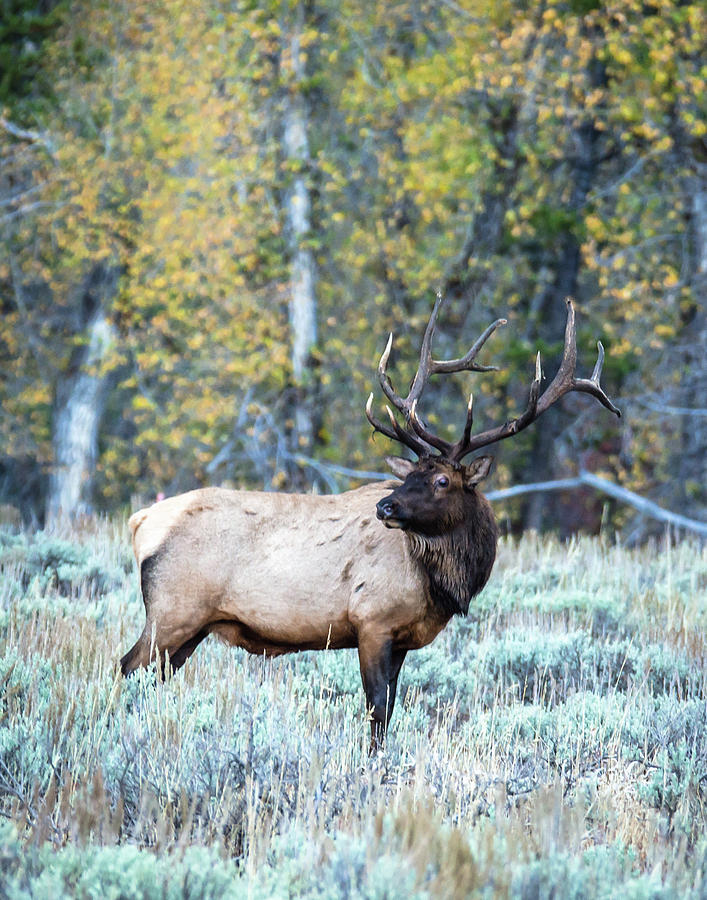 Bull Of The Woods Photograph by Steve Marler