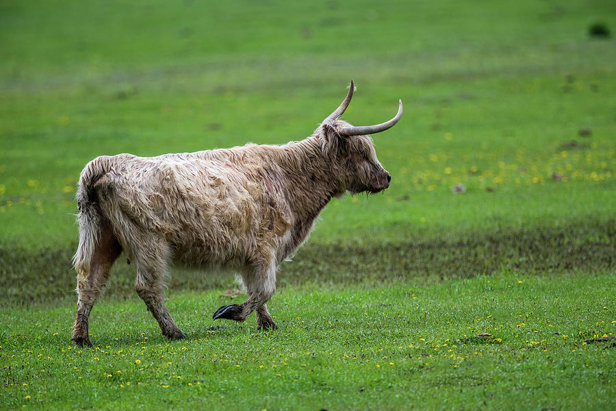 Bull on the move Photograph by Paul Freidlund