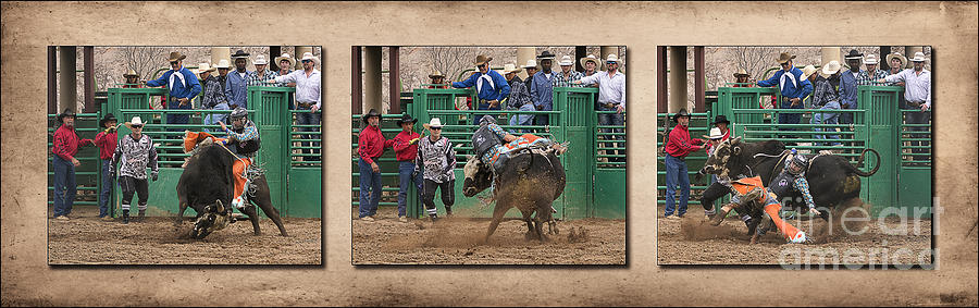 Bull Riding Triptych Photograph by Priscilla Burgers