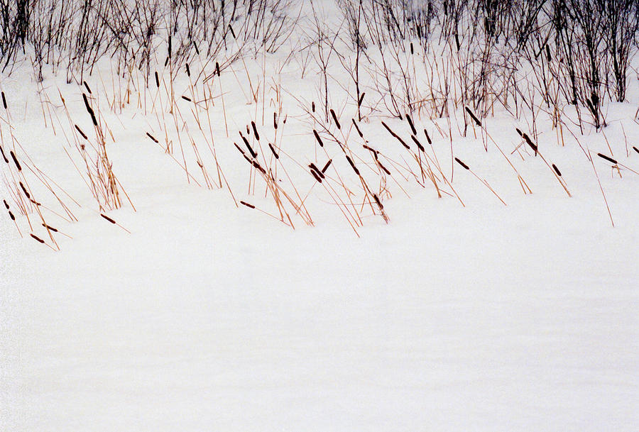 Bull Rushes in the Snow DB Photograph by Lyle Crump