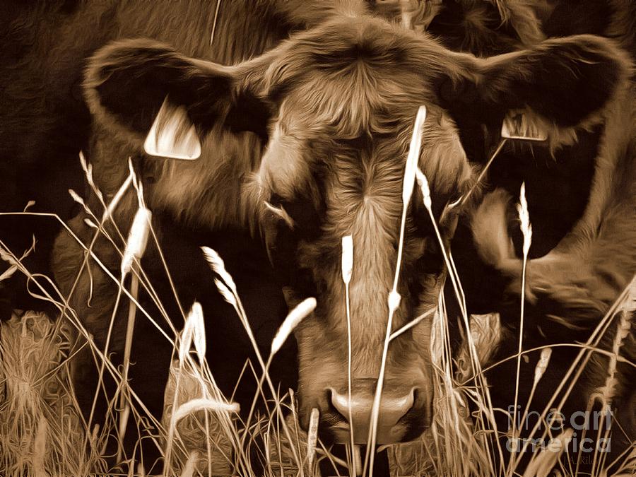 Bull - Sepia Brown Black Angus Photograph by Janine Riley