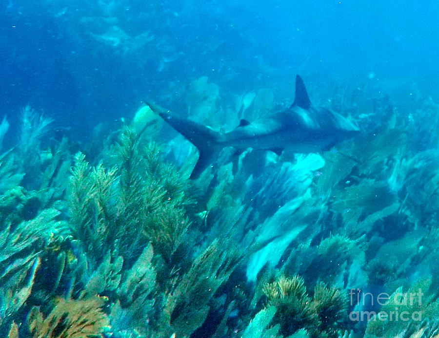Bull Shark Dry Rocks Reef Key Largo Florida Photograph by Charlene Cox